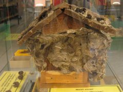Grossansicht in neuem Fenster: Bienenhaus
