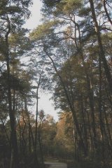Schwarzhölzl