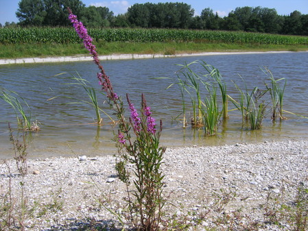 Ökokontofläche - Feuchtbiotop im Krenmoos 2009