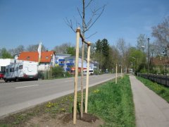 Naturdenkmal Eschenallee