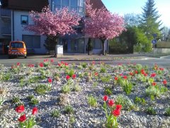 Allacher Kreisel 16.04.20